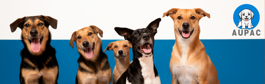APAC de Santa Bárbara Inaugura a ‘AU’PAC’, um Projeto Pioneiro de Ressocialização e Proteção Animal